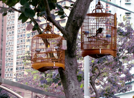 IMG_1719*caged.birds